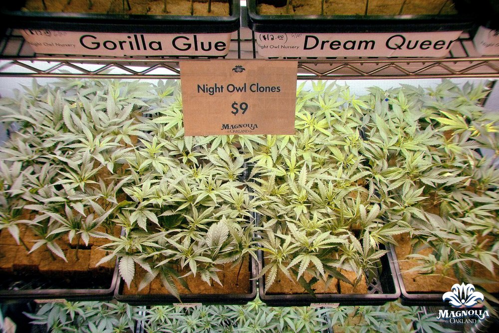   Clones are available for only $9 each; teens are $22 each.  